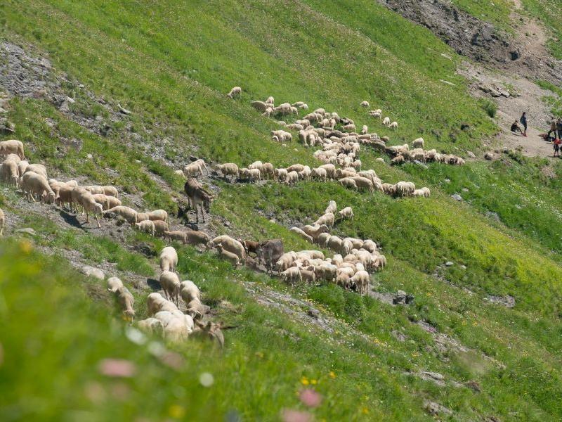 Transhumance en alpage