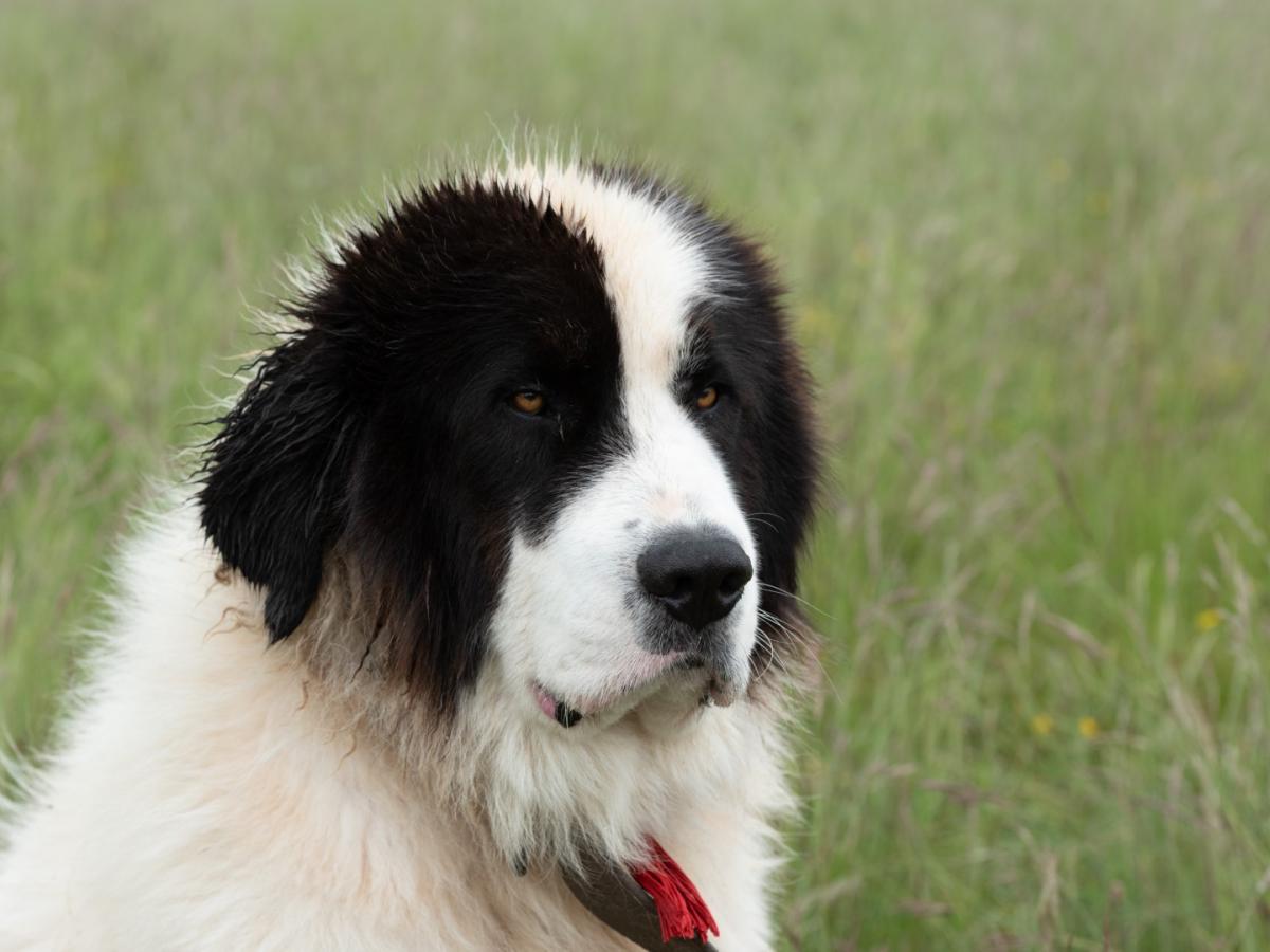 Nos chiens de protection de troupeau de Bucovine