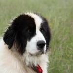 Nos chiens de protection de troupeau de Bucovine