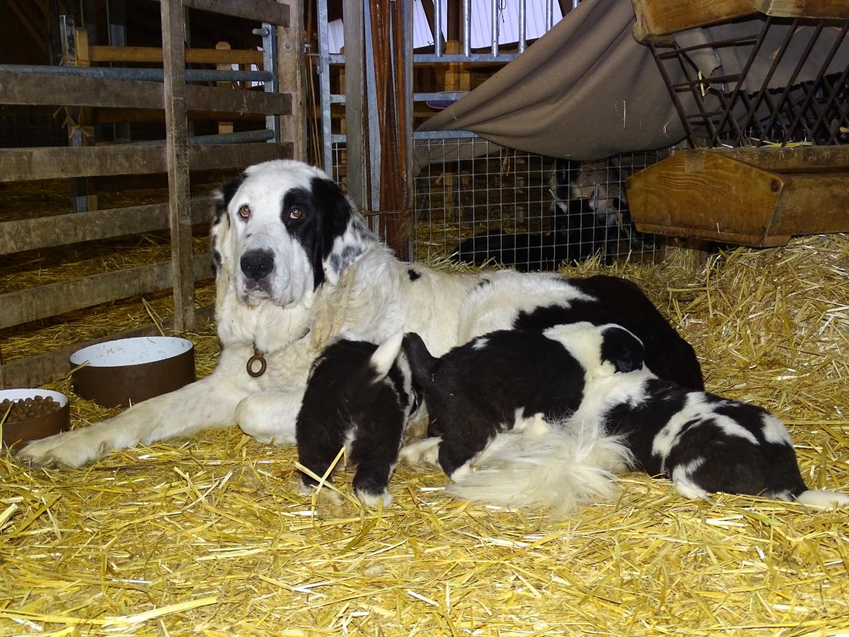Vente de chiots de protection des troupeaux