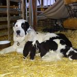 Vente de chiots de protection des troupeaux