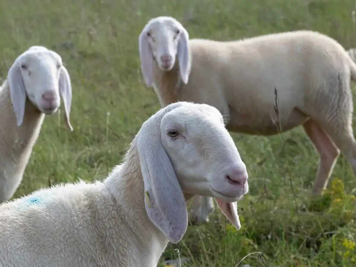 Vente de moutons reproducteurs