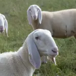 Vente de moutons reproducteurs