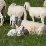 La brebis bergamasque : une race pure maternelle